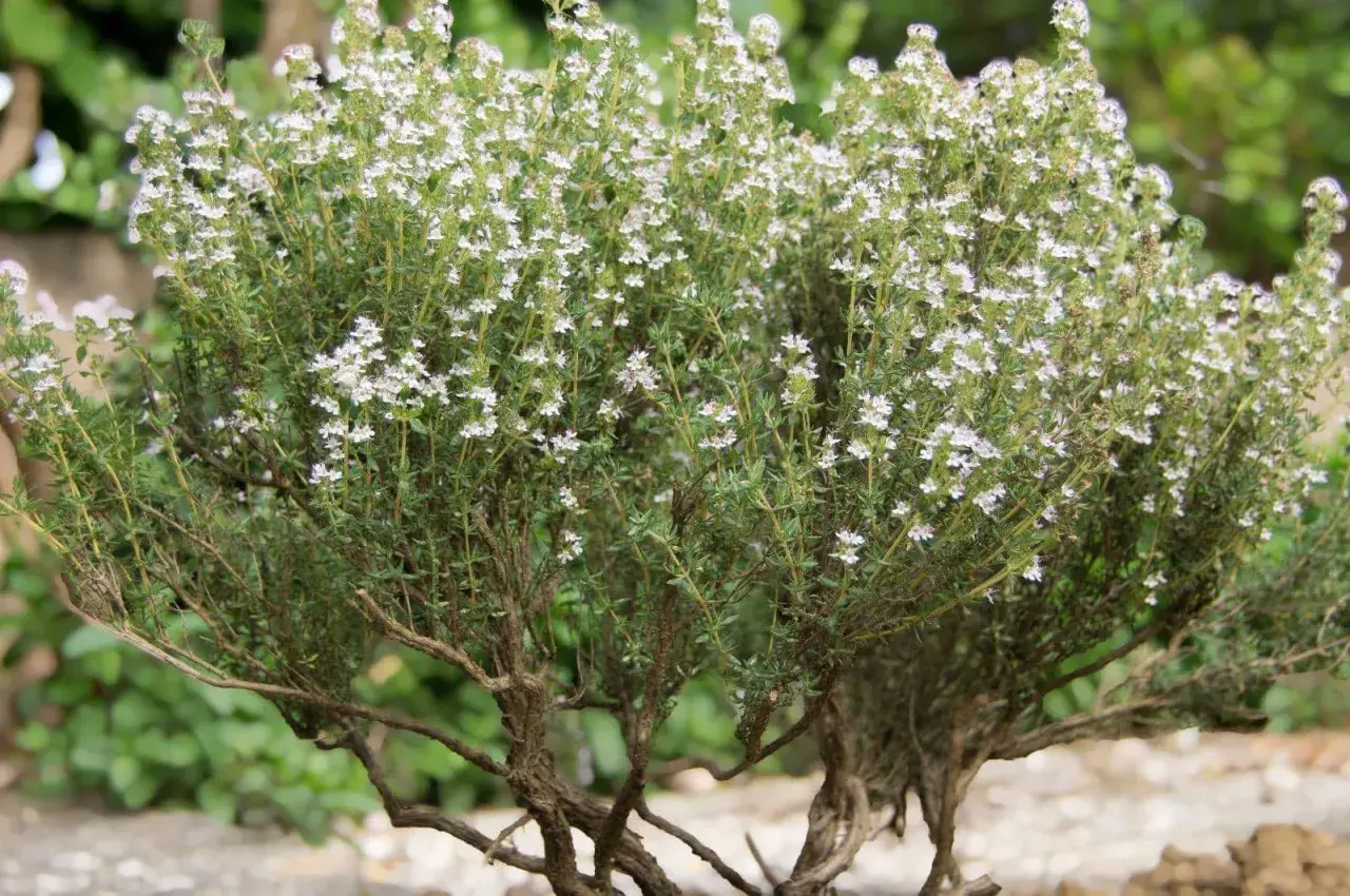 Un buisson de thym en pleine floraison, prêt à être récolté. Ses petites fleurs blanches et ses tiges robustes invitent à planter du thym pour parfumer vos plats.