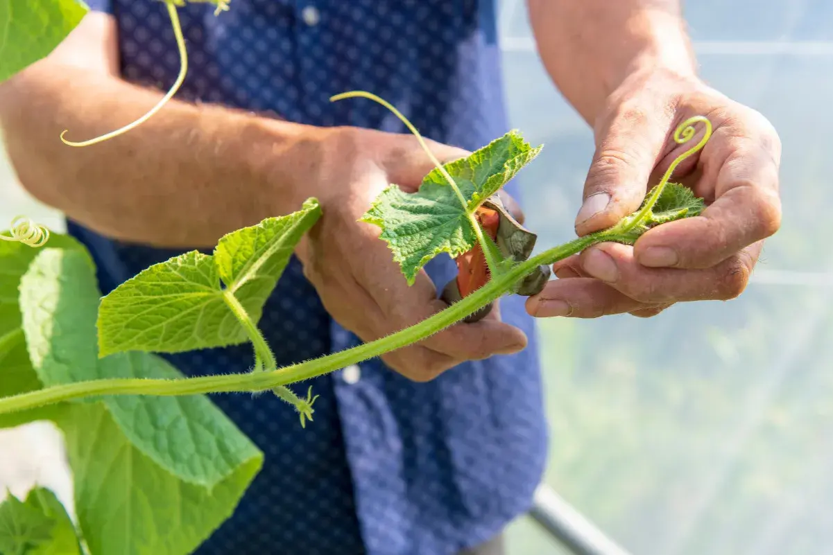 Mains d'un jardinier taillant une tige de concombre avec des ciseaux. La plante verte pousse dans une serre.