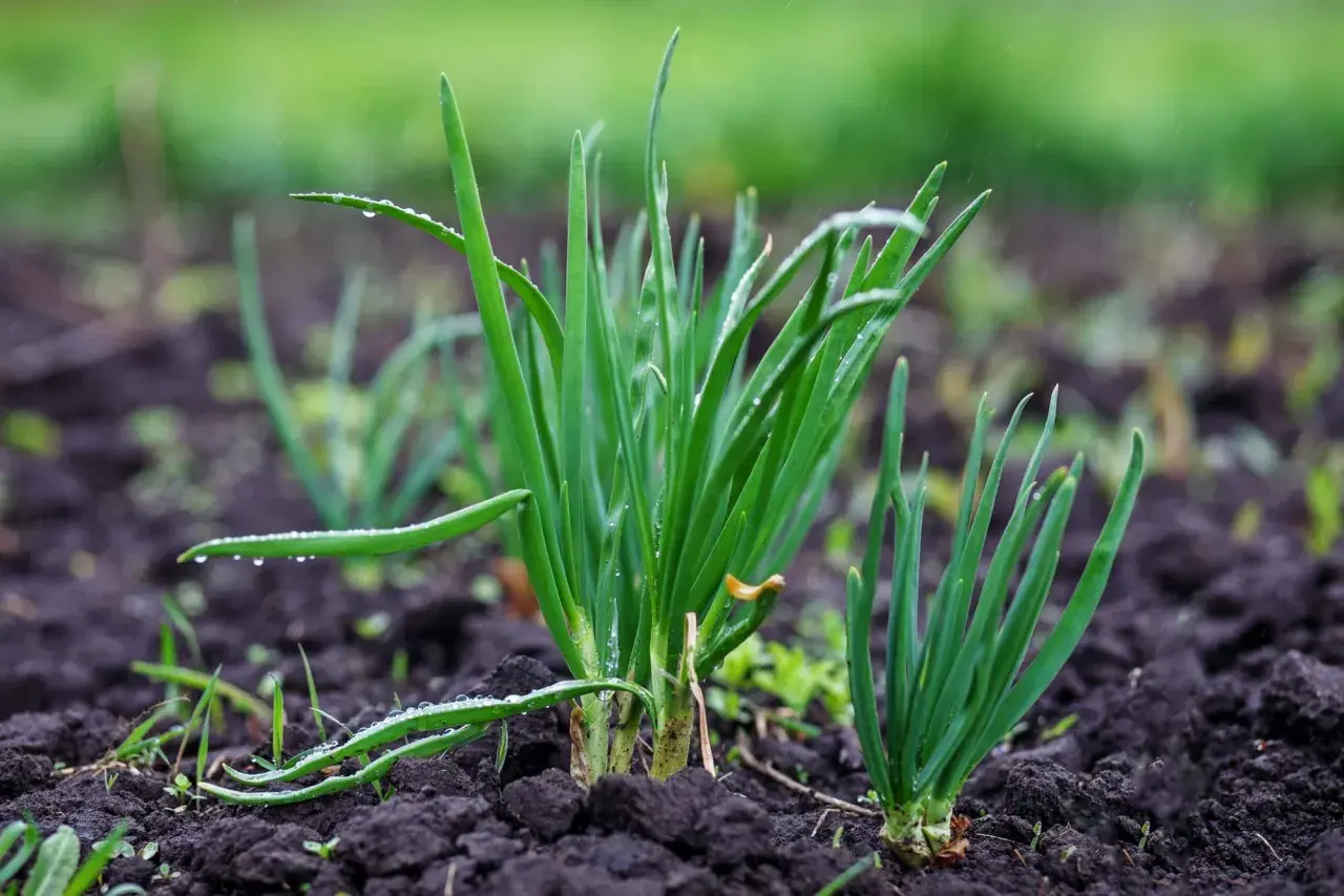Jeunes pousses d'oignons dans la terre humide, idéales pour savoir quand planter les oignons au printemps.