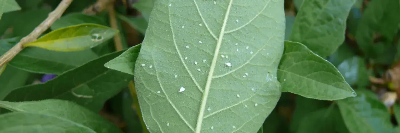 Feuille verte couverte de minuscules pucerons blancs.