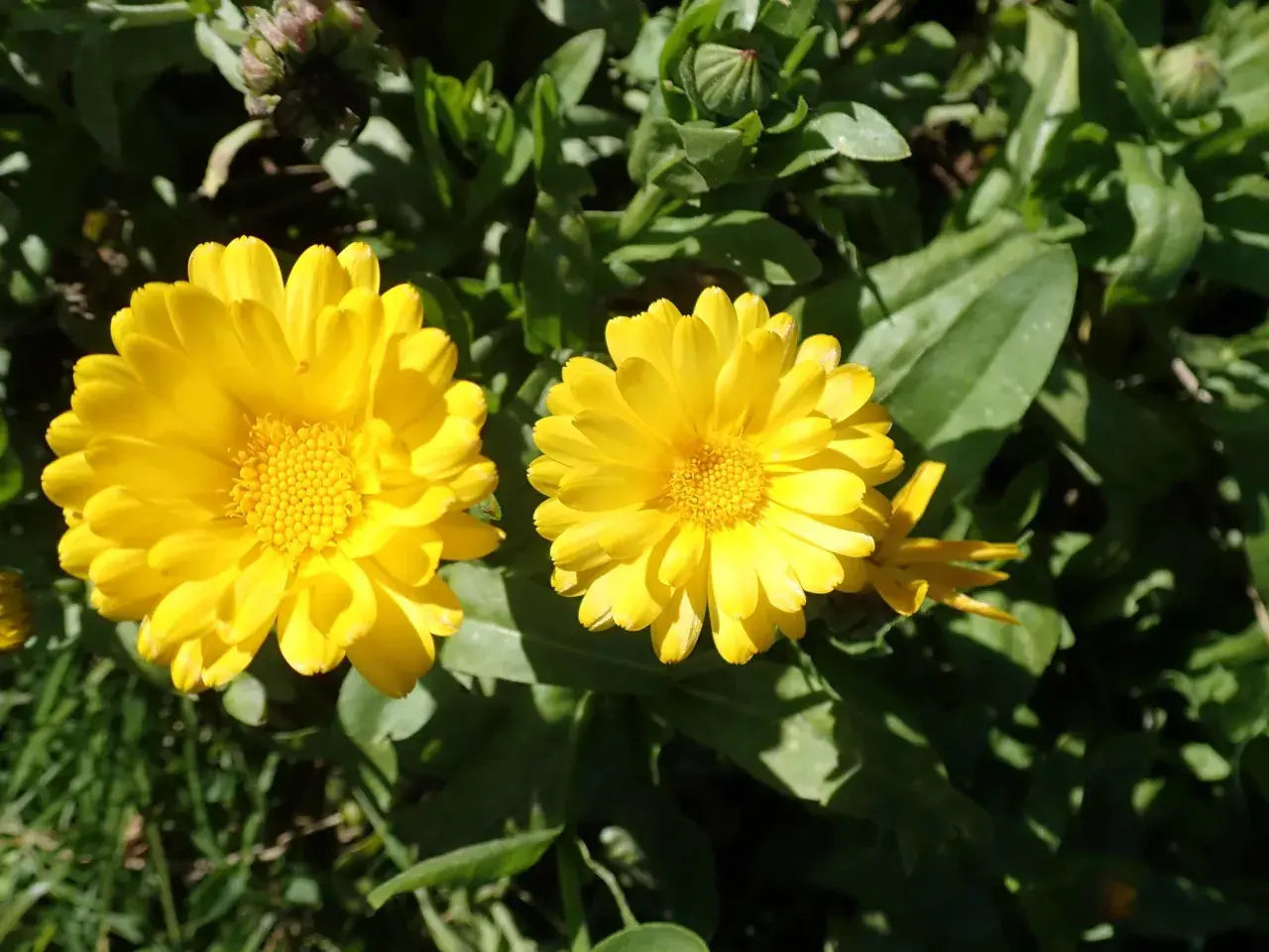 Deux soucis fleur jaunes éclatants, baignés de soleil, se dressent fièrement parmi le feuillage vert.