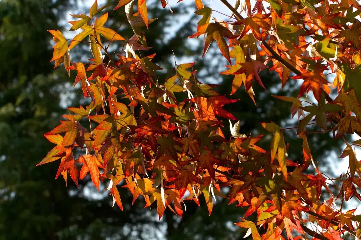 Feuilles d'un arbre liquidambar aux couleurs flamboyantes d'automne, illuminées par le soleil.