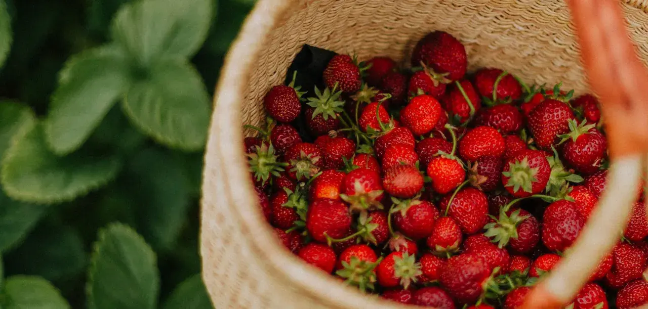 Panier rempli de fraises rouges et juteuses, prêtes pour l'entretien fraisier. Les feuilles vertes des plants de fraises sont visibles en arrière-plan.