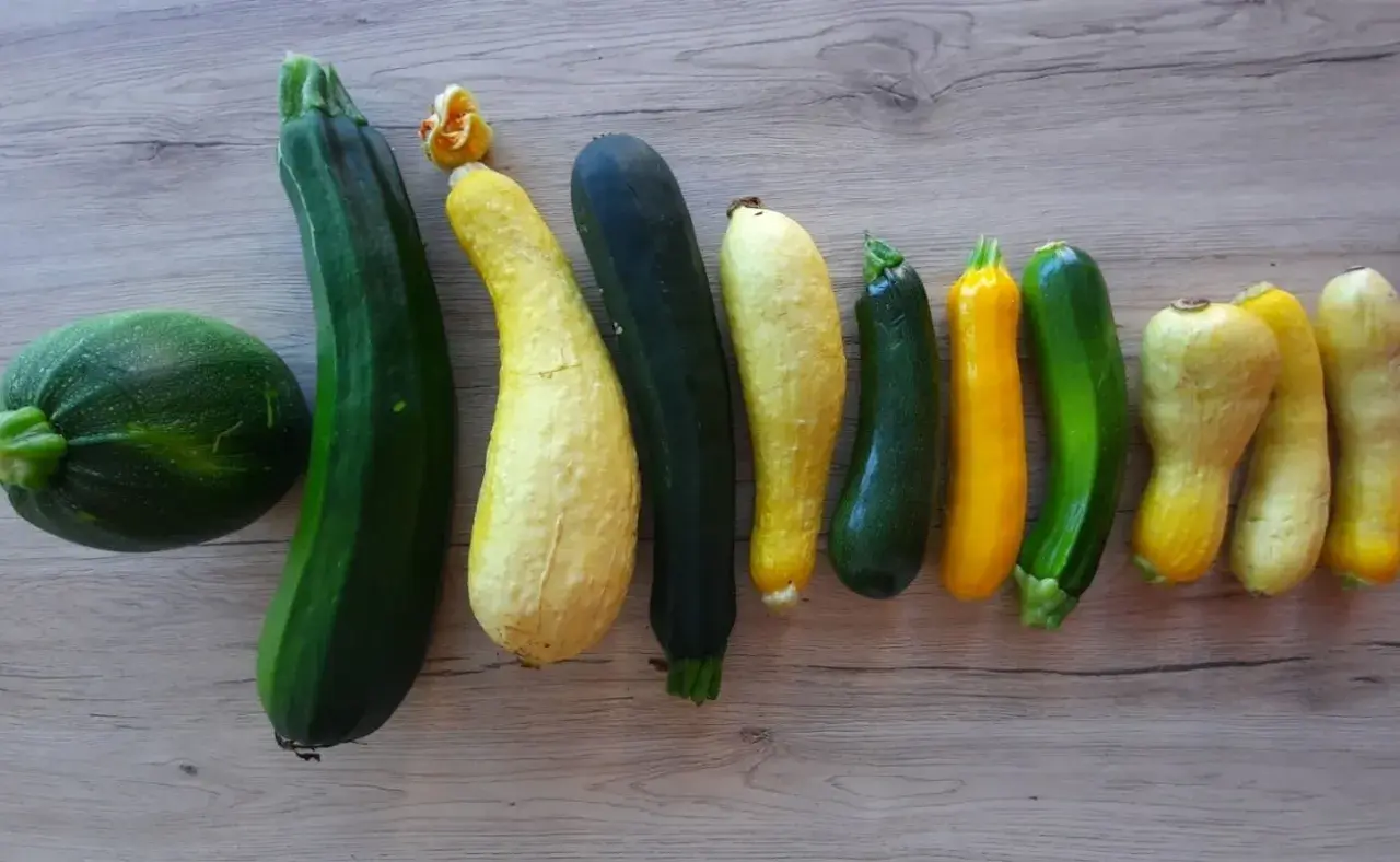Une belle variété de courgettes, rondes, longues, vertes et jaunes, alignées sur un fond en bois.