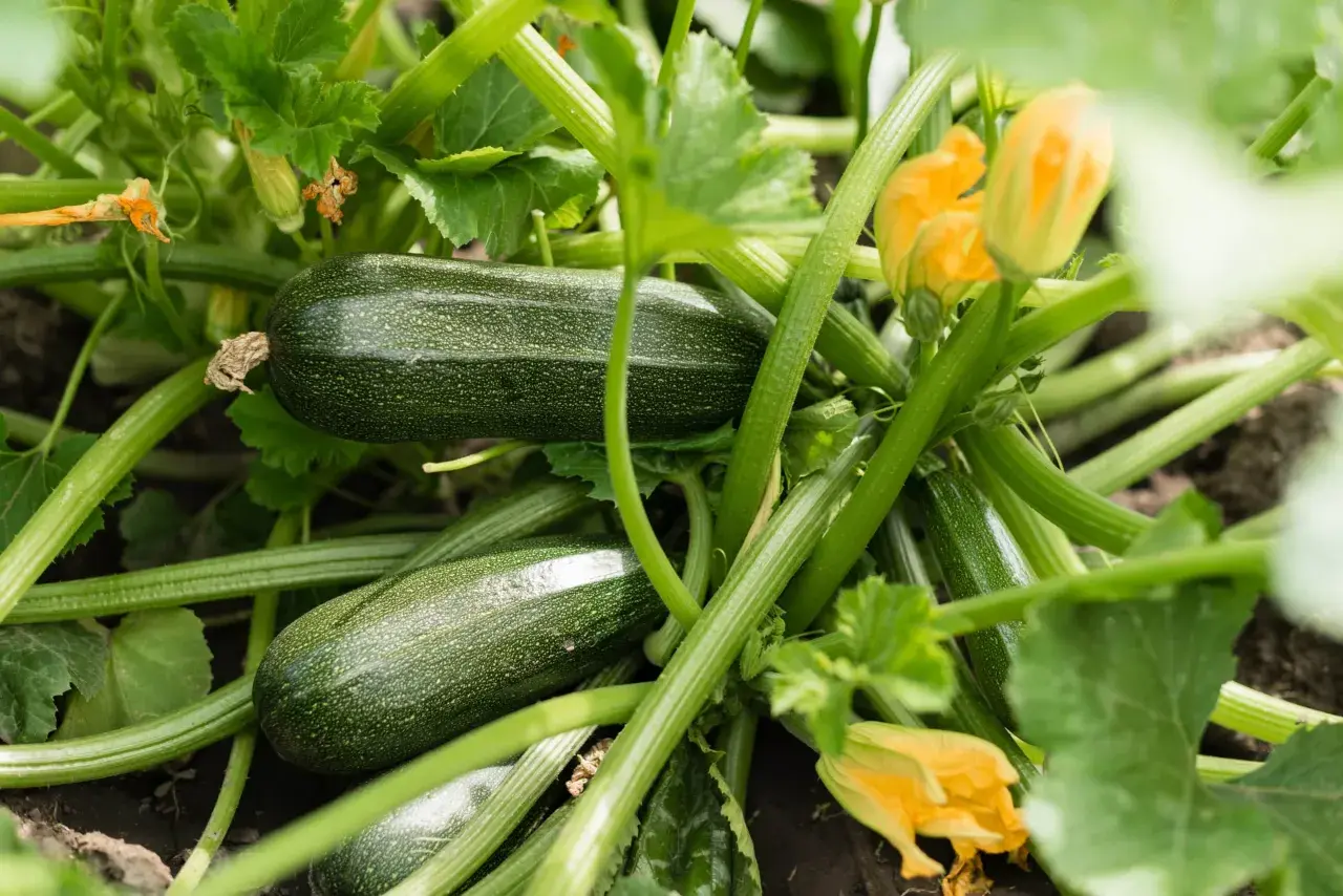 Courgettes vertes et fleurs jaunes sur un plant. Faut-il arroser les courgettes tous les jours? La réponse dépend de la météo et du sol.
