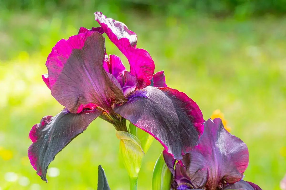 Fleur d'iris aux pétales sombres et violets, bordés de rose vif, épanouie dans une plantation d'iris ensoleillée.