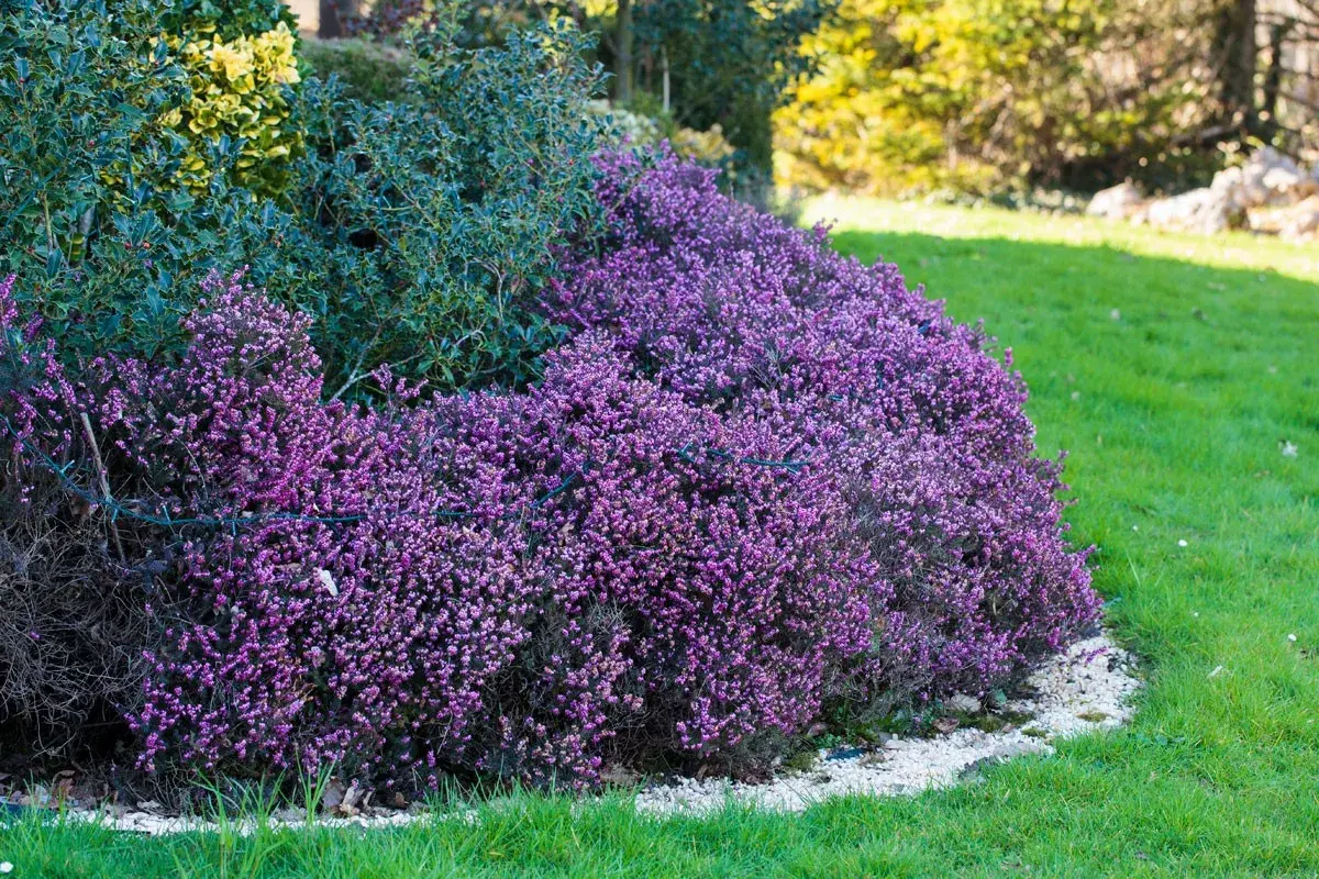 Un tapis de fleurs d'hiver violettes, des bruyères, borde une pelouse verte. Derrière, des arbustes persistants aux feuilles sombres et une touche de jaune.