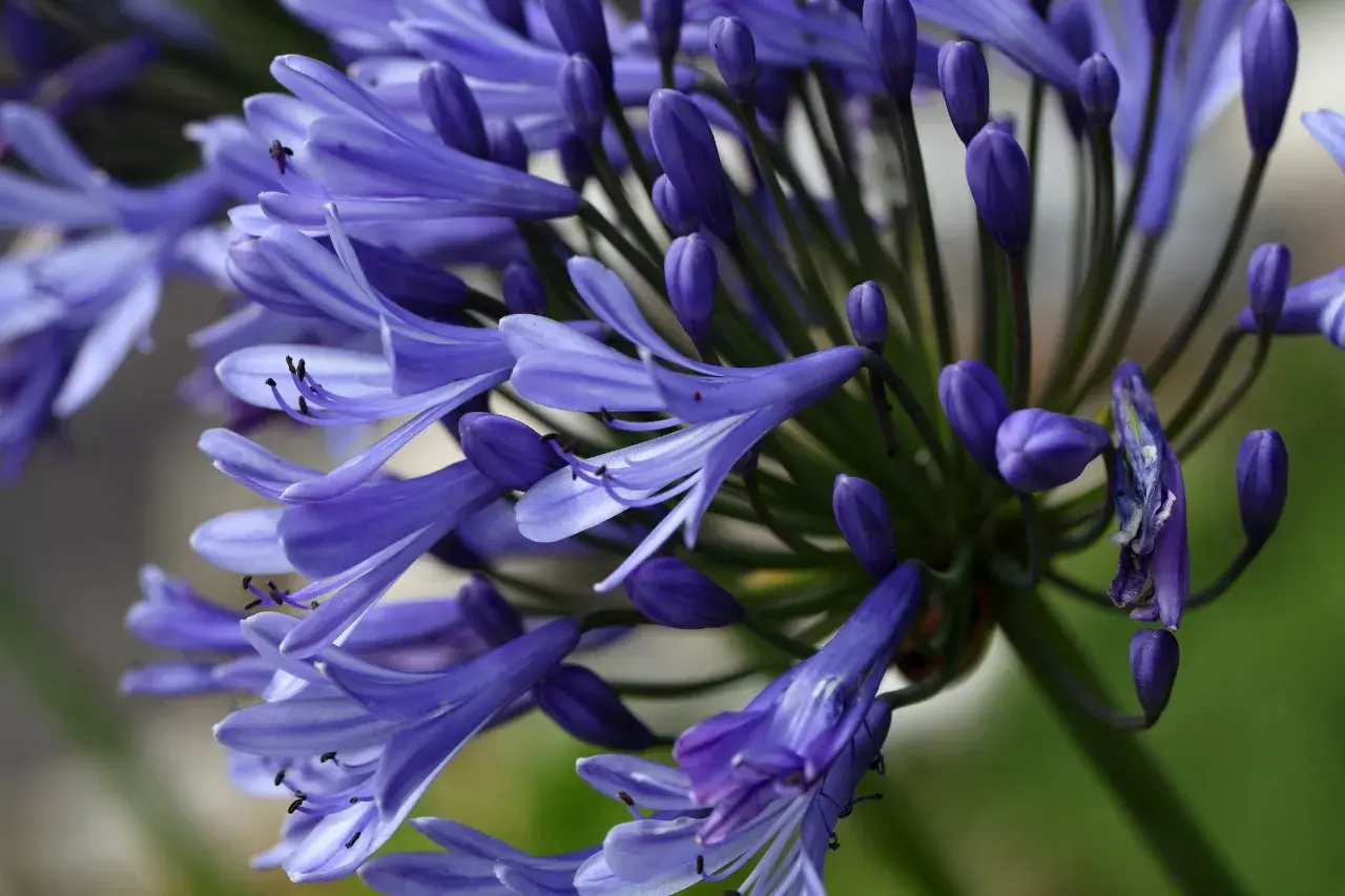 Gros plan sur une agapanthe en pleine terre, ses fleurs bleues éclatantes et ses boutons violets promettent une floraison estivale.