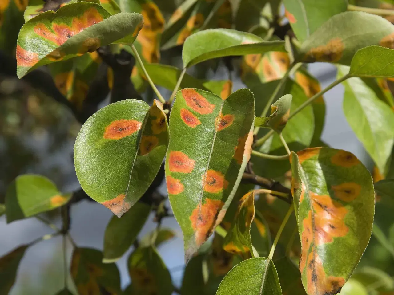 Feuilles vertes parsemées de taches orangées et brunes, évoquant la rouille de l'ail, sur un arbre.
