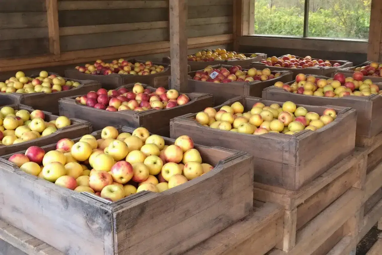 Des caisses en bois remplies de pommes jaunes et rouges, prêtes pour quand ramasser les pommes.