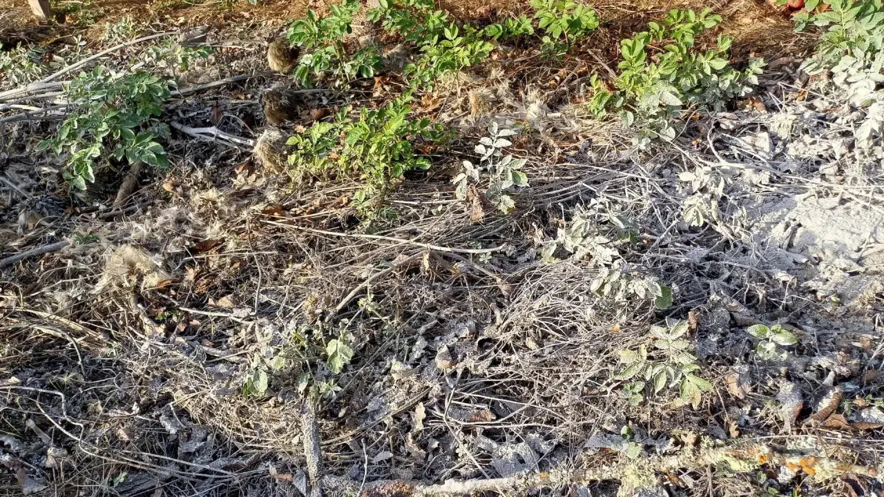 Terre recouverte de brindilles sèches, de feuilles mortes et d'une fine couche de cendre dans un jardin. Des pousses vertes émergent timidement.