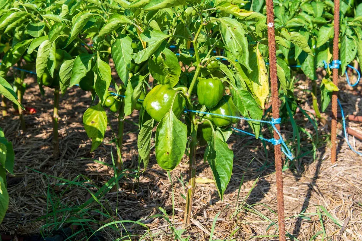 Gros poivrons verts mûrs sur une poivron plante, soutenue par des tuteurs rouillés et des liens bleus. Le sol est couvert de paillis.