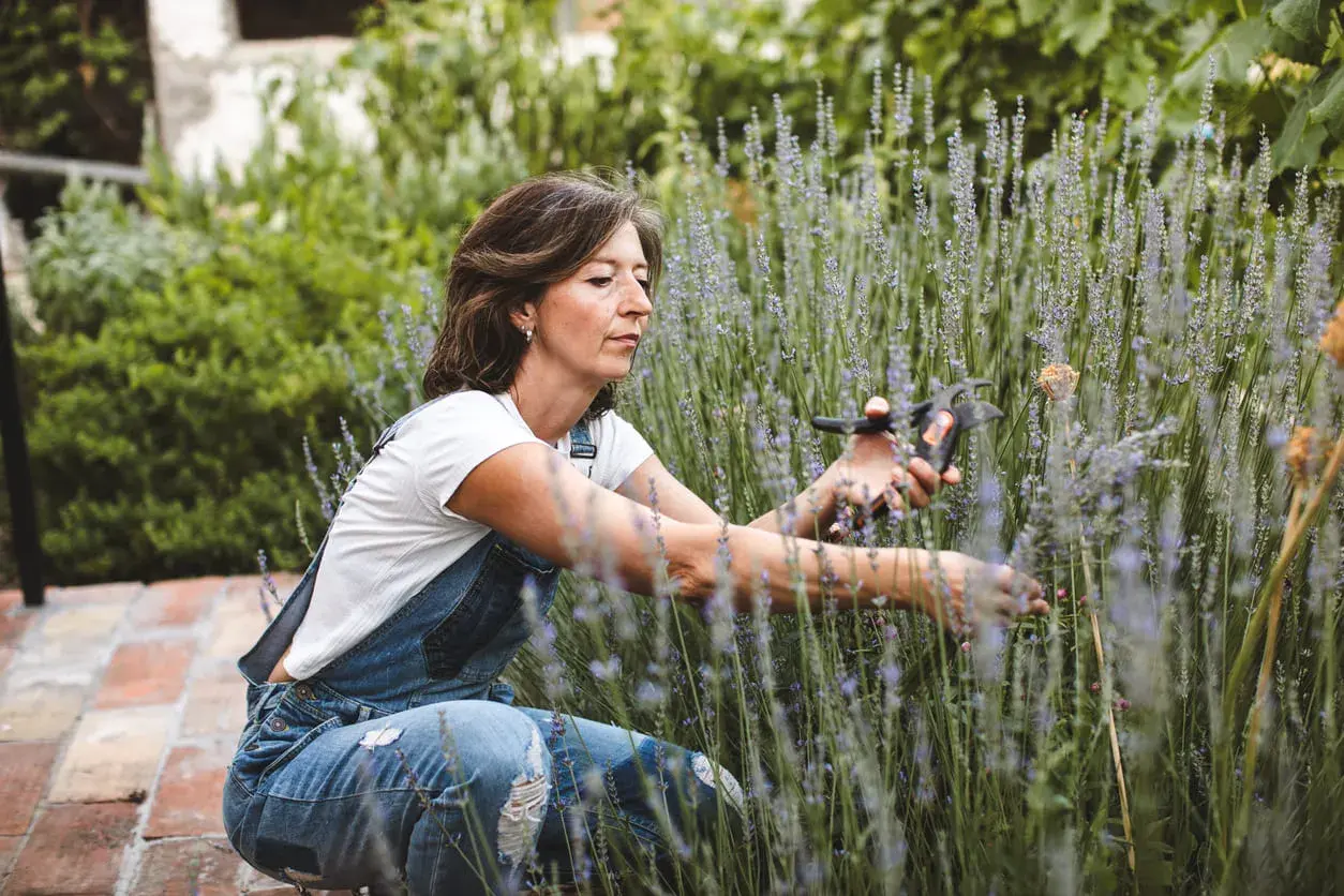 Femme en salopette bleue effectuant le bouturage de lavande, ciseaux à la main, au milieu d'un champ de lavande en fleurs.