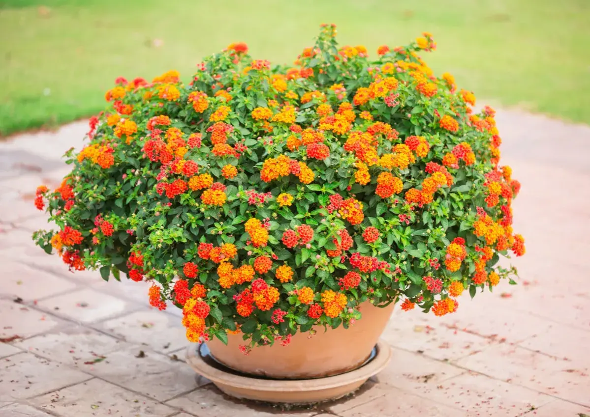 Gros buisson de fleurs orange et rouges dans une plante en pot plein soleil, sur un sol pavé.