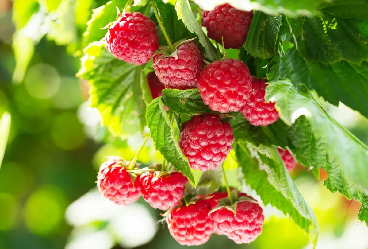 Gros plan sur des framboises rouges et juteuses sur une branche, prêtes à être cueillies. Un bon engrais framboisier a permis cette belle récolte.