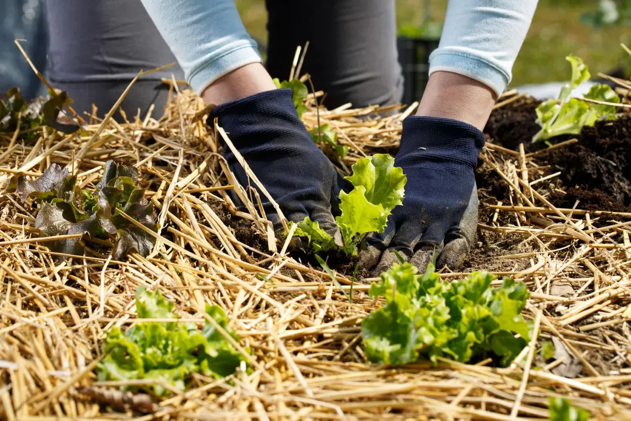 Mains gantées plantant des laitues dans un potager avec du paillage de paille. Le paillage potager protège les jeunes pousses.