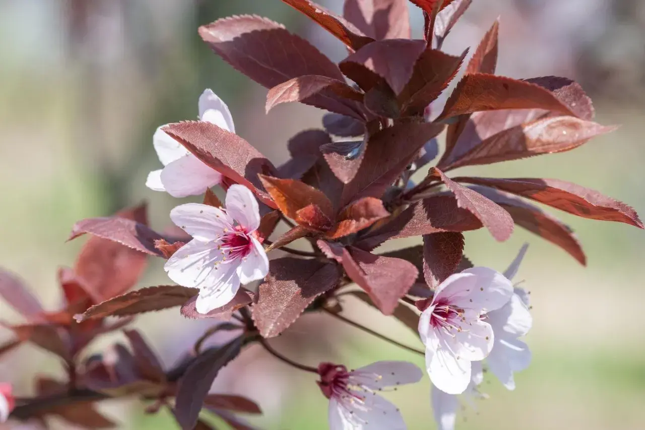Fleurs délicates de prunier sauvage, aux pétales rosés et au cœur pourpre, se mêlant à des feuilles d'un rouge profond.