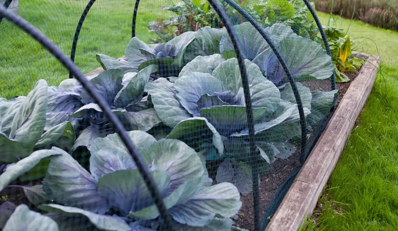 Choux rouges protégés par un filet dans un potager, à l'abri des limaces.