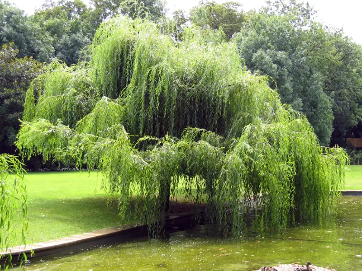 Un magnifique saule pleureur aux branches tombantes se reflète dans l'eau d'un étang, entouré d'une pelouse verte et d'arbres luxuriants.