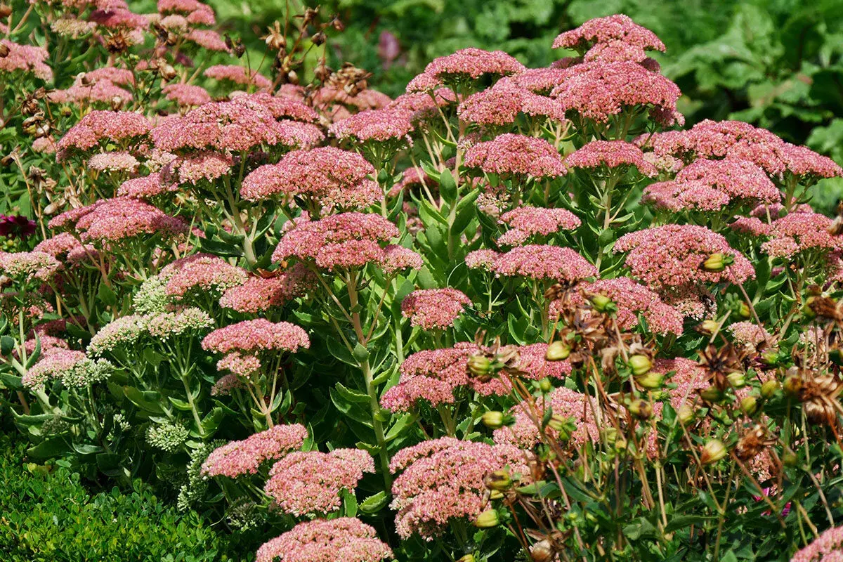 Un parterre de **différents sedums** aux grappes de fleurs roses et verdâtres, avec des tiges épaisses et des feuilles charnues.