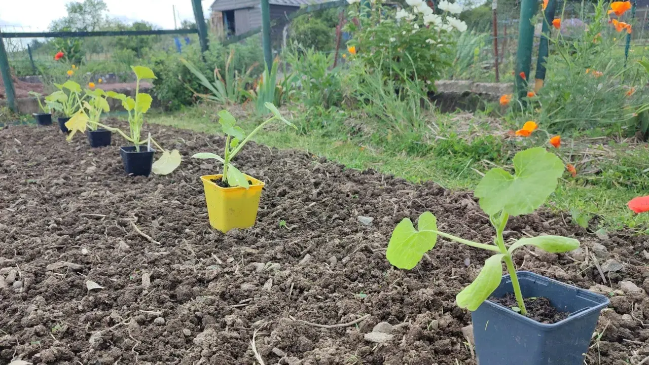 Jeunes plants de courgettes en pots, prêts à être repiqués. Le potager attend patiemment quand ramasser les courgettes.