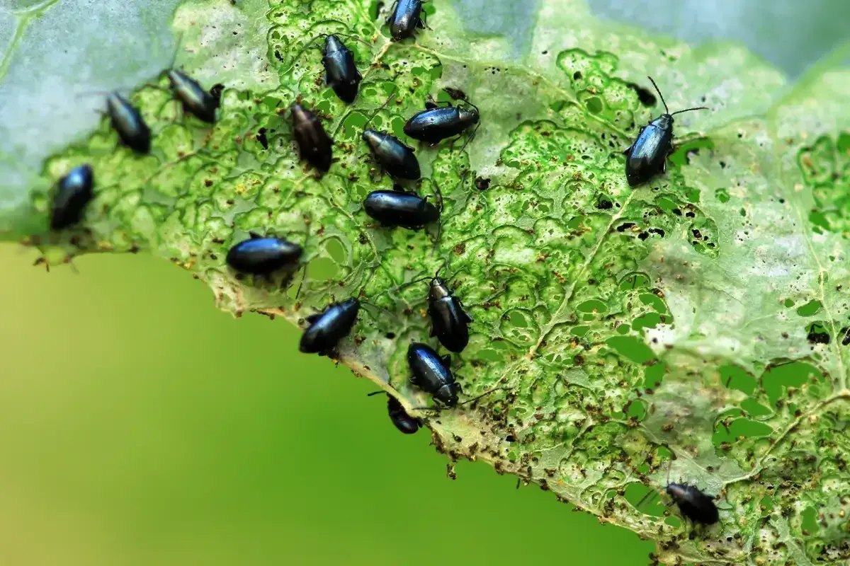 Une feuille de chou dévorée par de nombreuses altises noires. Un traitement est nécessaire pour protéger les cultures.