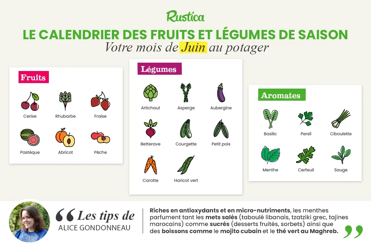 Calendrier des fruits et légumes de saison : votre mois de juin au potager. Cerises, fraises, pastèques, artichauts, courgettes, menthe, basilic...