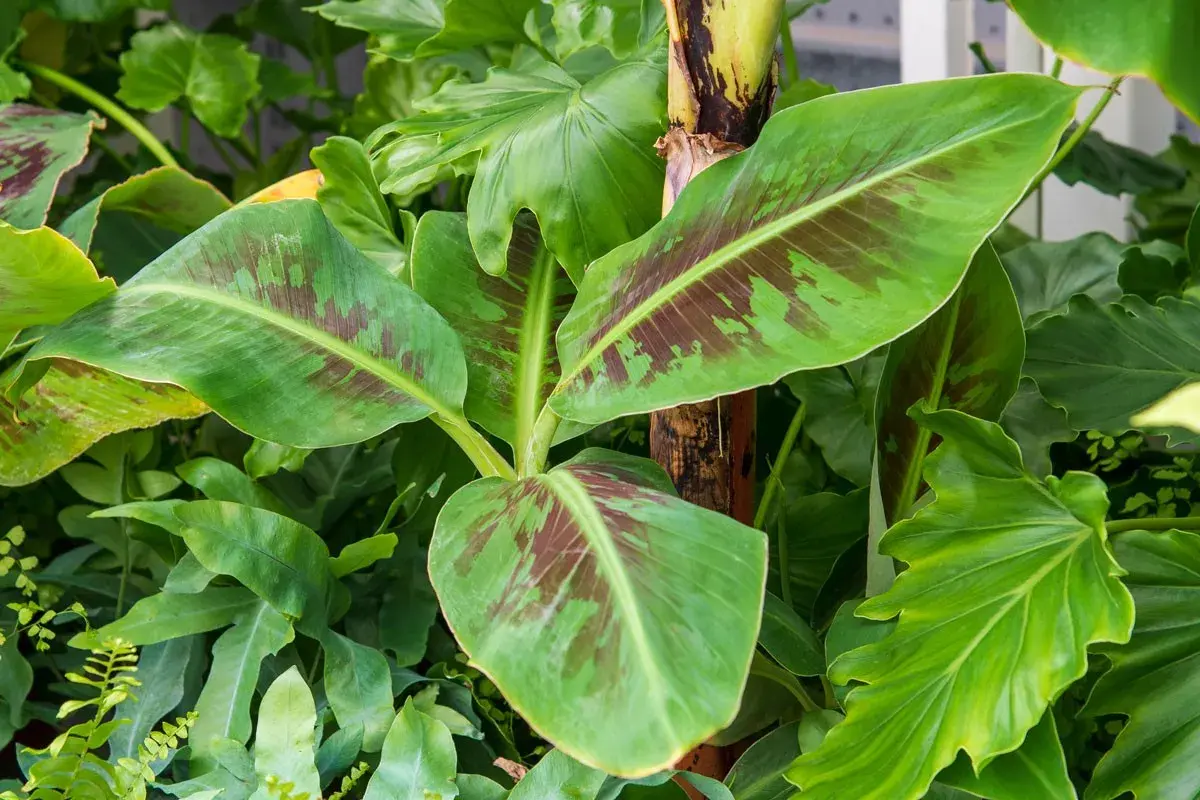 Jeune bananier aux feuilles vertes marbrées de pourpre, prêt à être planté dans un jardin luxuriant.