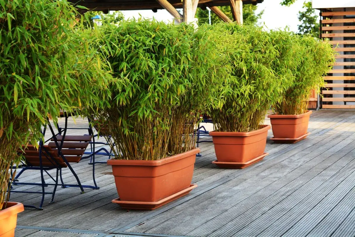 Boutures de bambou luxuriantes dans des pots en terre cuite sur une terrasse en bois, créant un espace extérieur verdoyant.