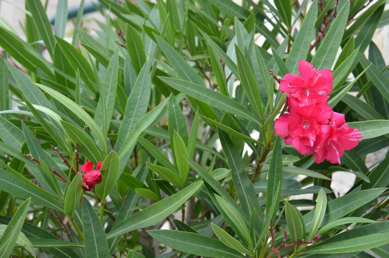 Fleurs roses vives sur un arbuste au feuillage vert dense. Attention, le laurier rose est toxique.