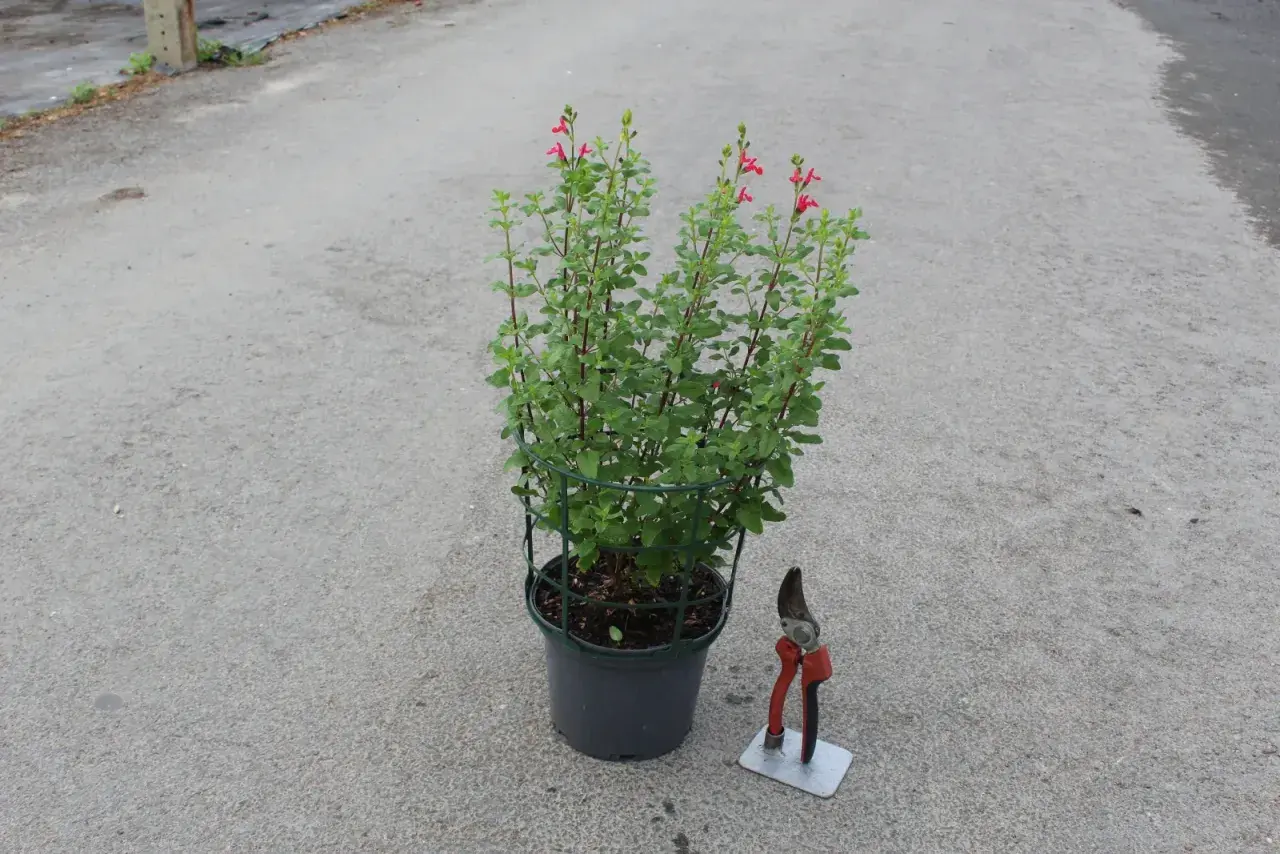 Un plant de sauge de Graham en pot, prêt à être taillé avec des sécateurs à côté.