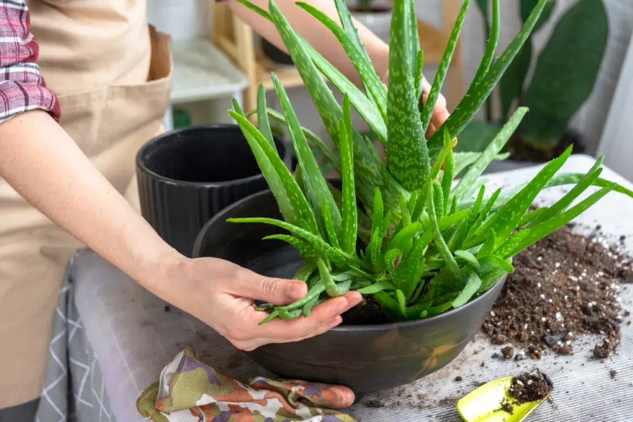 Une main sépare délicatement une bouture d'aloe vera d'une plante mère, prête à être rempotée.