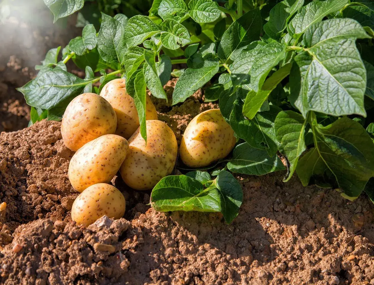 Pommes de terre fraîchement sorties de terre, prêtes à être récoltées. Un signe que c'est le bon moment pour savoir quand récolter les pommes de terre.