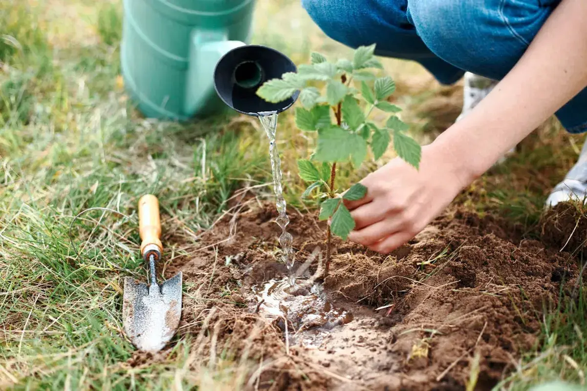 Arrosage d'un jeune plant de framboisier lors de sa plantation. Une pelle est posée à côté.