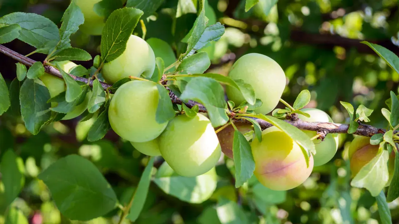 Des prunes vertes, encore un peu immatures, sur une branche. Ces fruits de saison promettent une belle récolte.