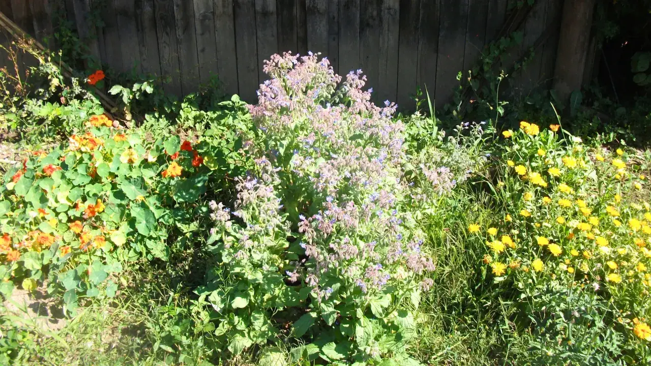 Un jardin ensoleillé avec une liste des fleurs comestibles : capucines orange, bourrache bleue et soucis jaunes.