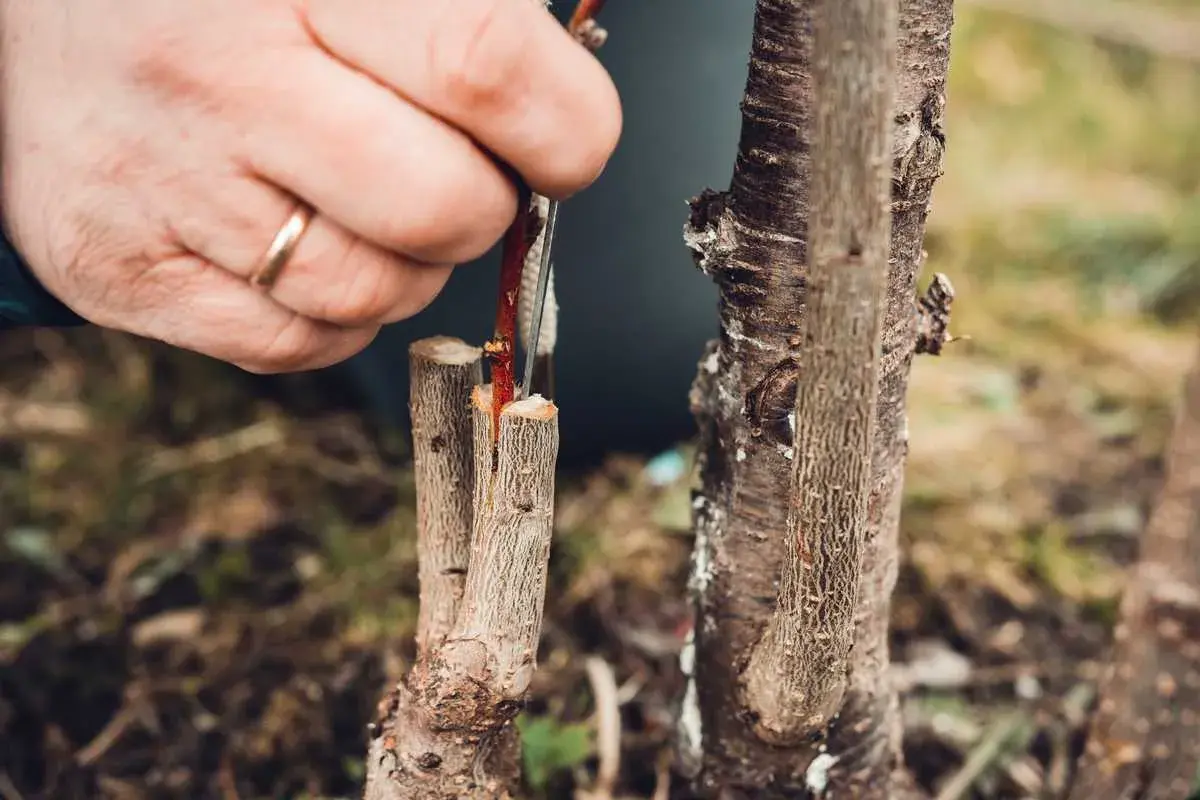 Main d'un jardinier réalisant une greffe cerisier. Une fine branche est insérée dans le tronc d'un autre arbre.