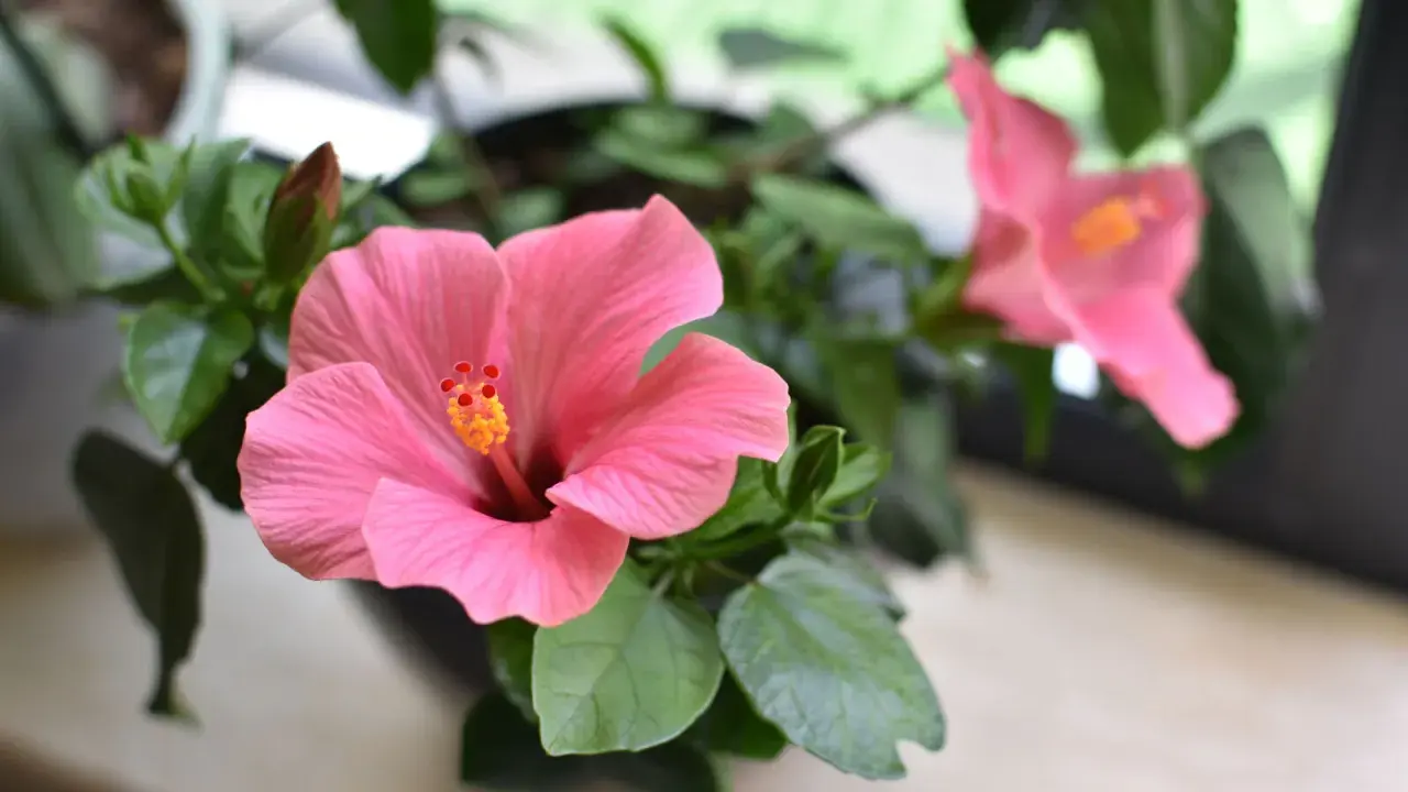 Gros plan sur une fleur d'hibiscus rose vif, avec une autre fleur floue en arrière-plan. Un bourgeon est visible. L'entretien de cet hibiscus est un plaisir.