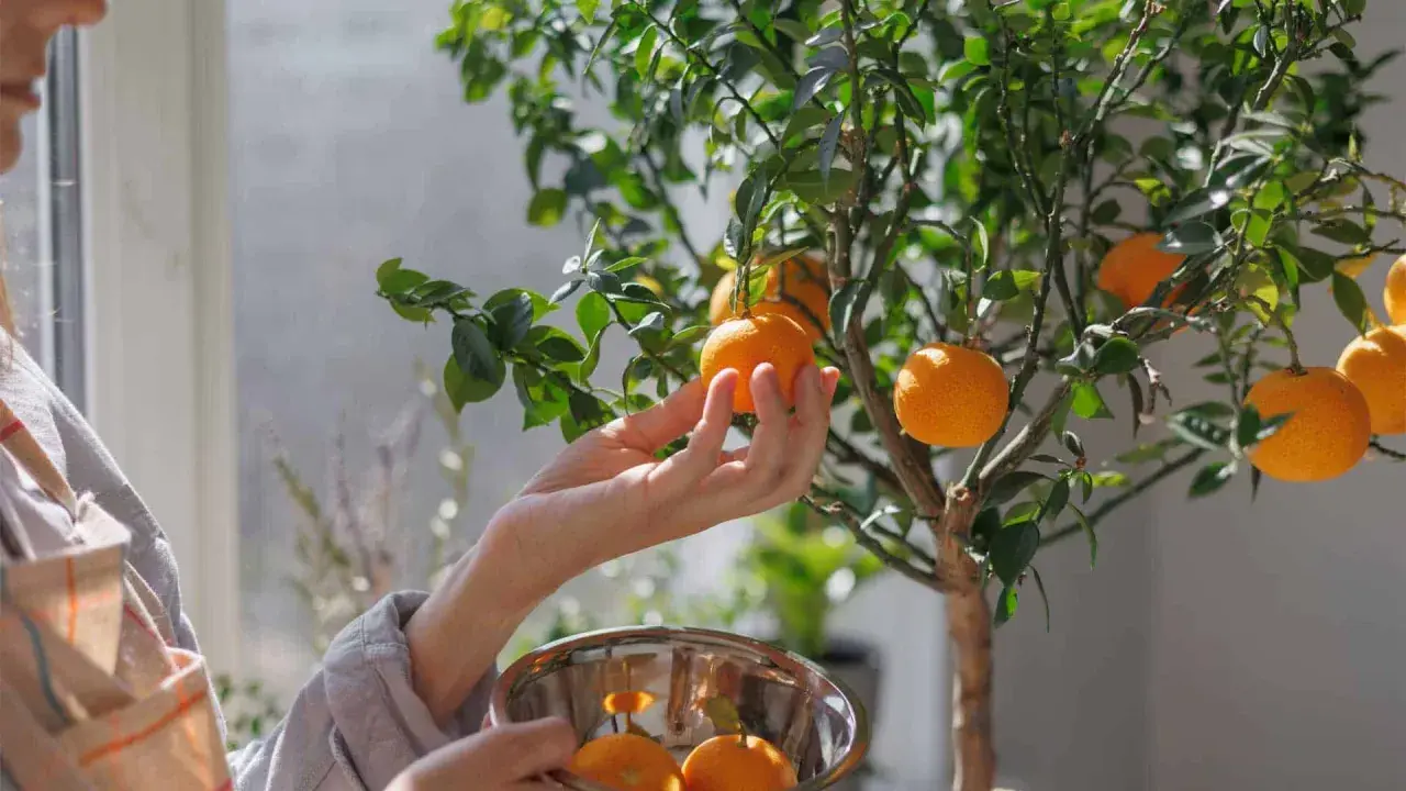 Main d'une personne cueillant un fruit d'un oranger en pot, avec un bol rempli d'oranges.