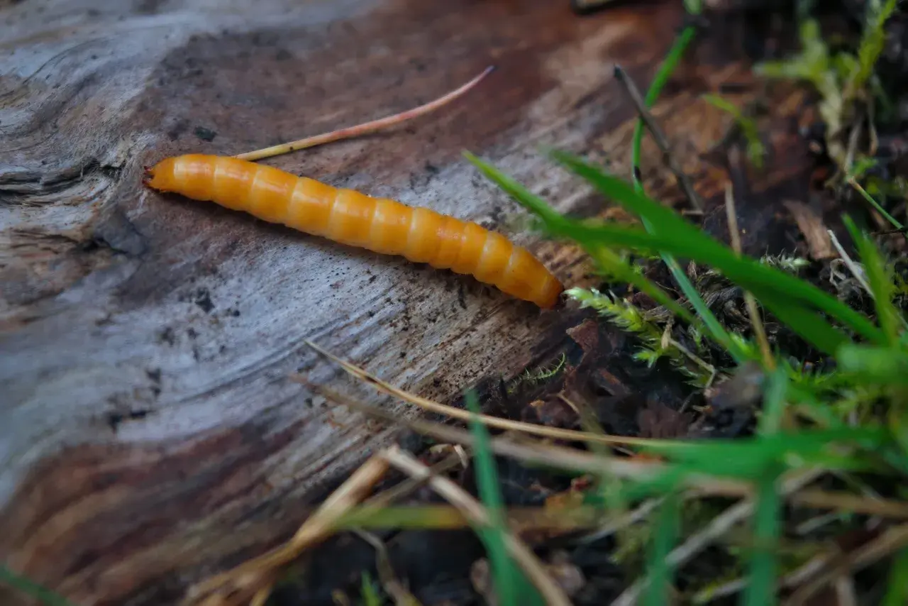 Un ver orangé, ressemblant à un ver fil de fer, rampe sur un morceau de bois mort, entouré d'herbes vertes et de feuilles mortes.
