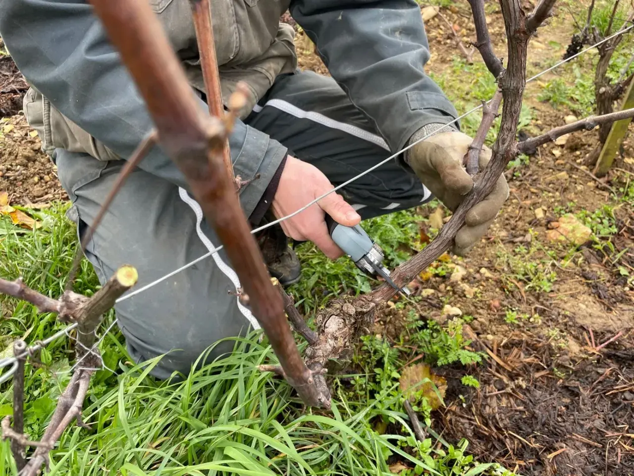 Un vigneron taille une vigne en hiver, un moment clé pour savoir quand tailler la vigne afin d'assurer une belle récolte.