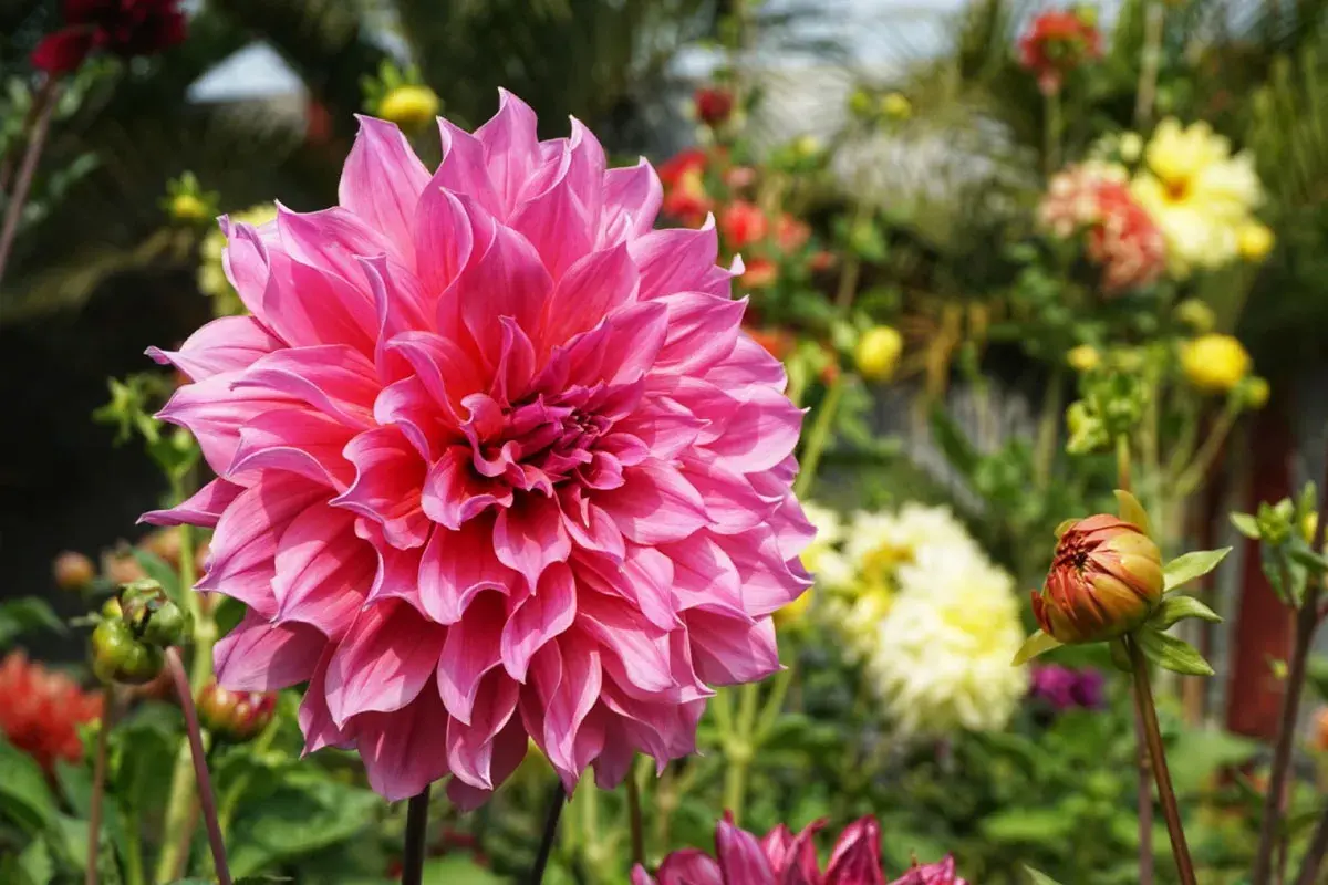 Gros plan sur un dahlia en pot aux pétales roses vifs, entouré d'autres fleurs colorées et d'un bouton sur le point d'éclore.