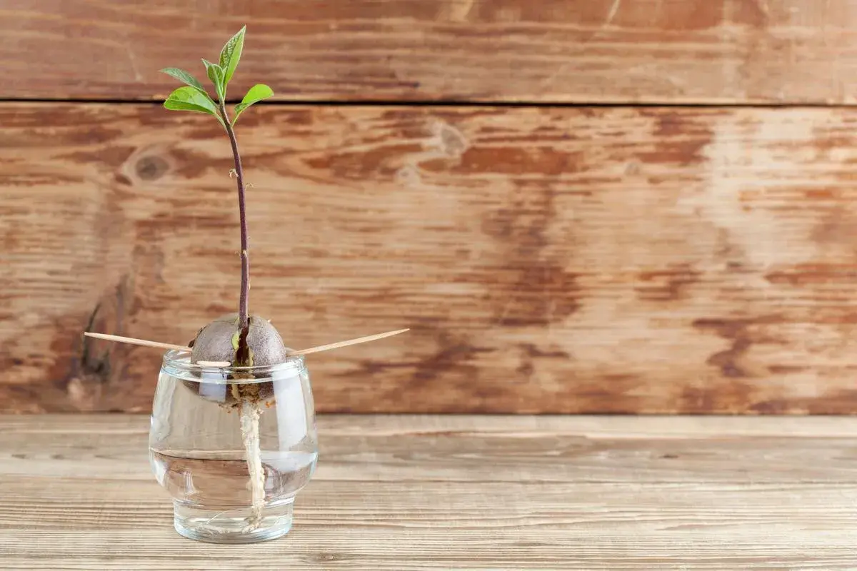 Un avocat germé dans un verre d'eau, prêt à faire pousser un avocat.