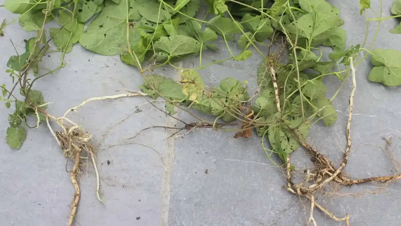 Plantes de liseron avec leurs racines, montrant la difficulté de se débarrasser de cette mauvaise herbe envahissante.