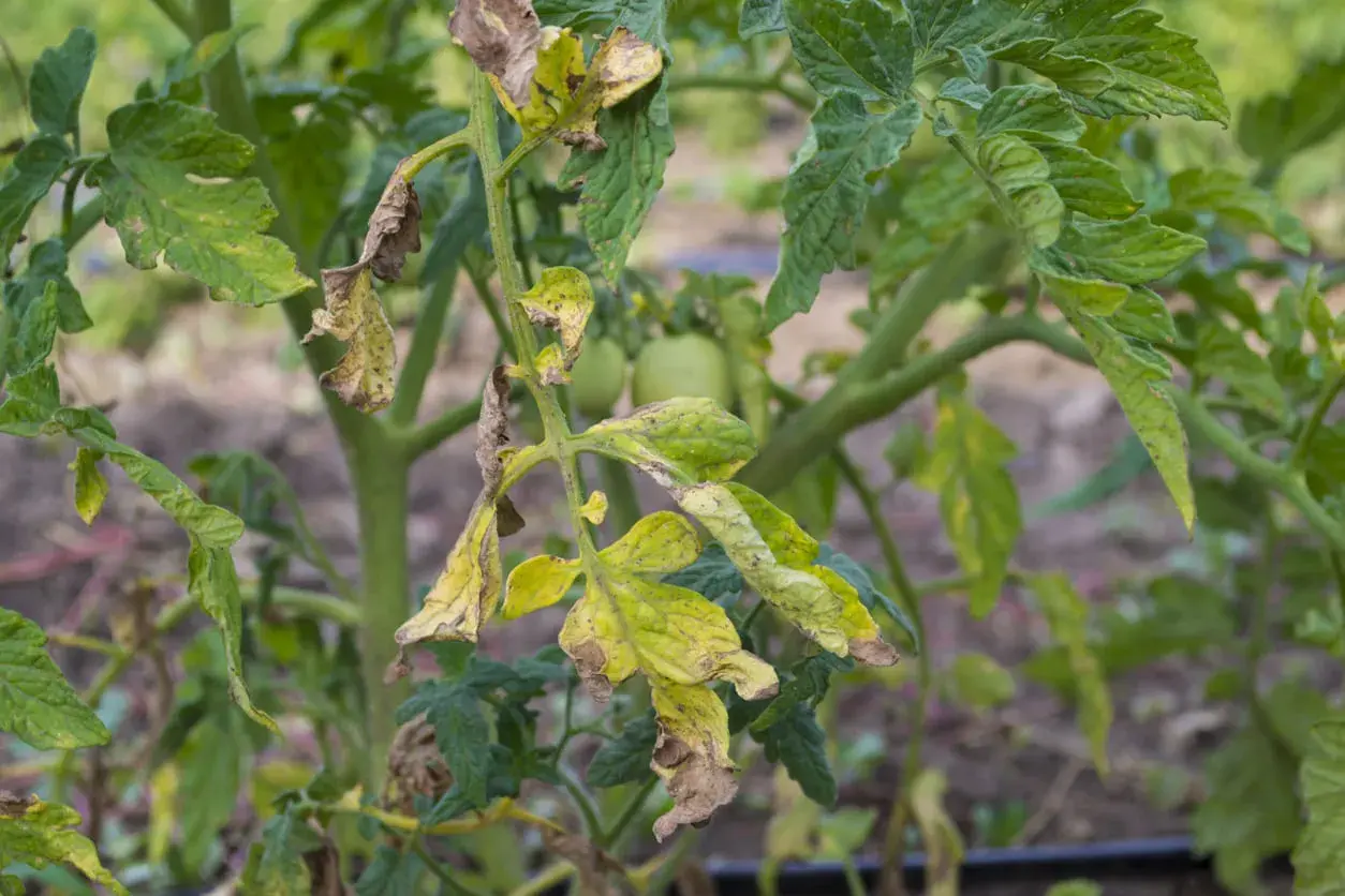 Feuilles de tomate jaunies et desséchées, signe de mildiou. Les jeunes tomates vertes sont encore visibles.