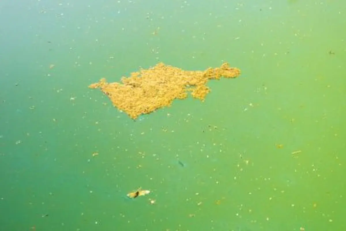 Gros amas d'algue moutarde flottant à la surface d'une piscine à l'eau verte.