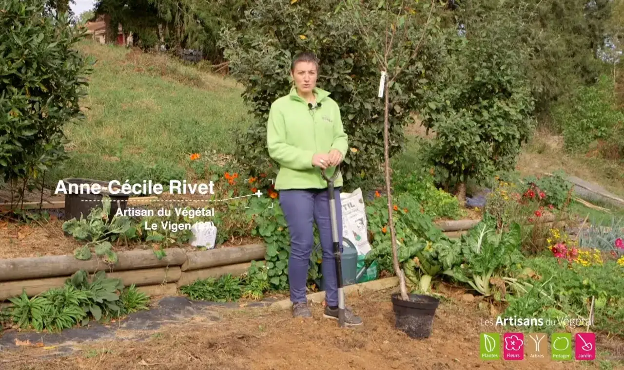 Anne-Cécile Rivet, Artisan du Végétal, montre comment planter un cerisier. Elle tient une pelle près d'un jeune arbre en pot.