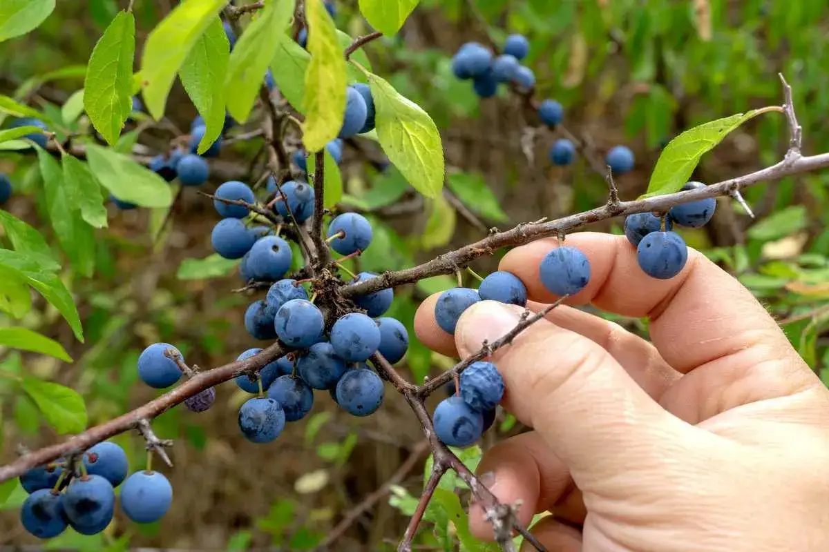 Une main cueille des prunelles sauvages bleues sur une branche épineuse, prêtes à être transformées en confiture ou en liqueur.
