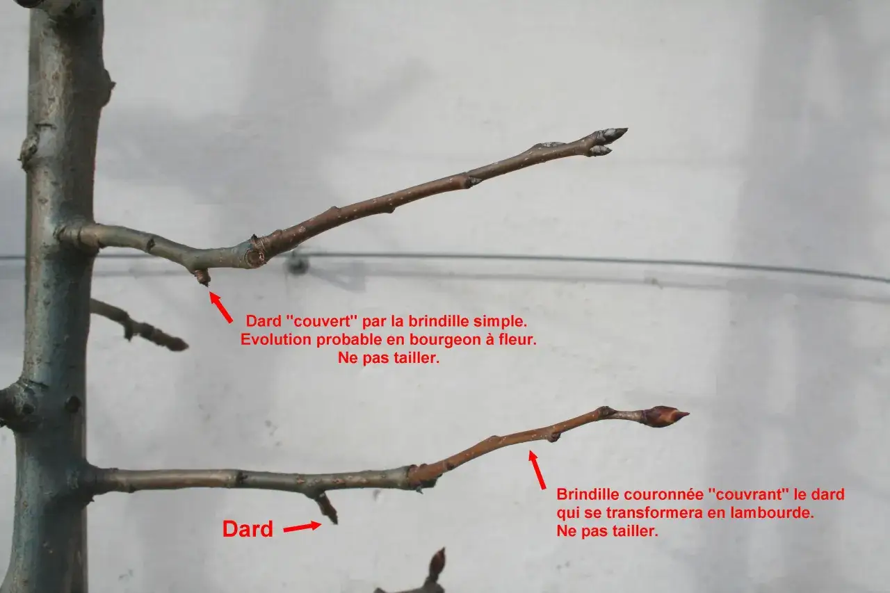 Gros plan sur des branches de poirier. Un 