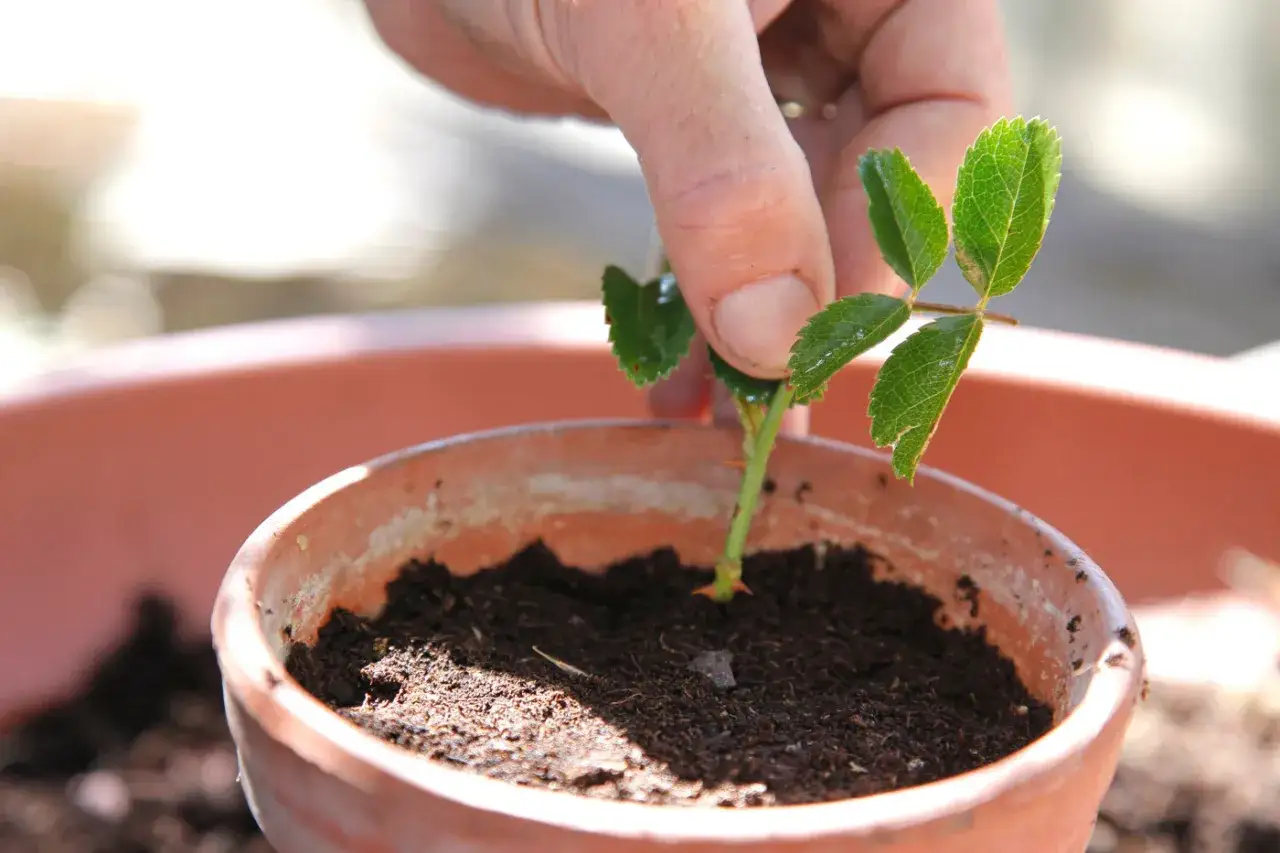 Une main plante d&eacute;licatement une bouture de rosier dans un pot rempli de terreau.